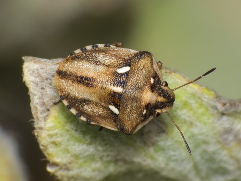Derula flavoguttata Mulsant & Rey, 1856